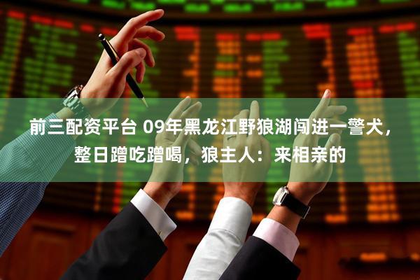 前三配资平台 09年黑龙江野狼湖闯进一警犬，整日蹭吃蹭喝，狼主人：来相亲的